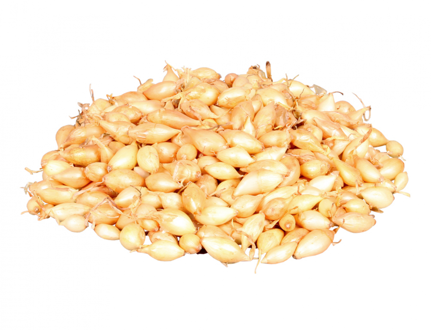 CIBULA SADZ. AUGUSTA/SHEKEASPEARE 0,5kg 8-21mm